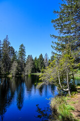 étang de la gruère, la gruère, See, Moorsee, Moor, Weiher, Hochmoor, Wanderweg, Spiegelung, Wasserpflanzen, Wald, Waldweg, Wasserpflanzen, Torfmoos, Jura, Naturschutz, Frühling, Sommer, Schweiz