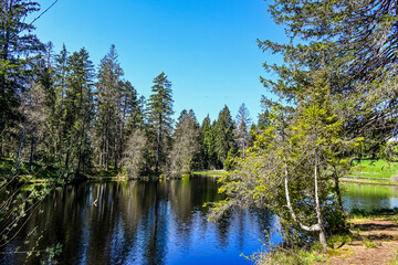 étang de la gruère, la gruère, See, Moorsee, Moor, Weiher, Hochmoor, Wanderweg, Holzsteg, Wasserpflanzen, Wald, Waldweg, Wasserpflanzen, Torfmoos, Jura, Naturschutz, Frühling, Sommer, Schweiz