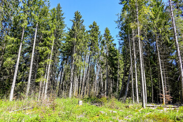 étang de la gruère, la gruère, Wald, Waldweg, Moorsee, Moor, Weiher, Hochmoor, Wanderweg,...