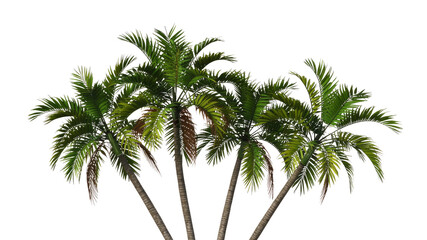 Obraz premium Three Lush Palm Trees Isolated on Transparent Background