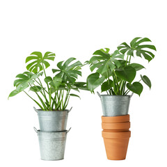 Obraz premium Two Potted Monstera Plants Isolated on Transparent Background