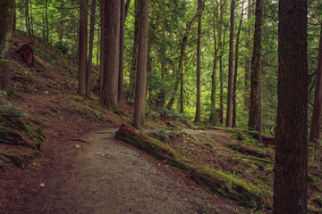 Forest hiking trail in BC, Canada.