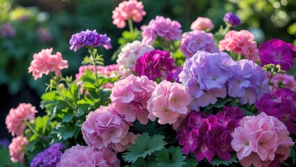 Fototapeta premium Colorful flowers in shades of pink, purple, and lavender blooming in a garden, showcasing vibrant blossoms and lush green foliage.