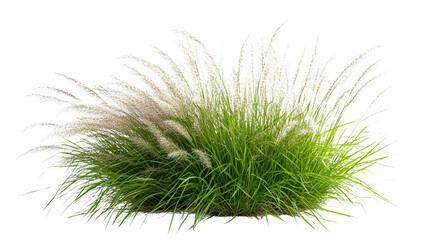 Fluffy ornamental grass isolated on transparent background