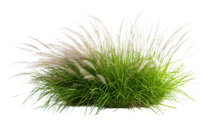 Fluffy ornamental grass isolated on transparent background