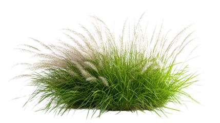 Keuken achterwand Gras Fluffy ornamental grass isolated on transparent background  © Kohenor