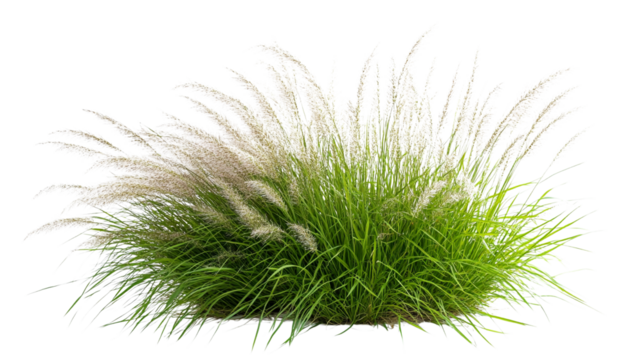Fluffy ornamental grass isolated on transparent background - Powered by Adobe