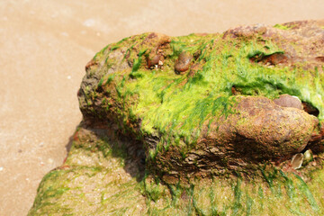 Marine algae, bright green seaweed using a specialized structure called holdfast to adheres to the...