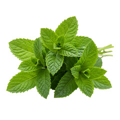 Realistic Photo Fresh Green Mint Leaves on Black Background
