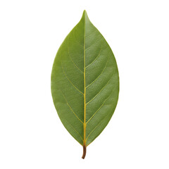 Obraz premium Realistic Photo Isolated Green Leaf on Transparent Background