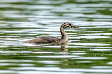 Crested Grebe Chick In Lake