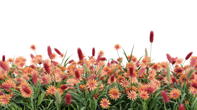 Vibrant Coral and Red Flower Border with Grasses on Transparent Background