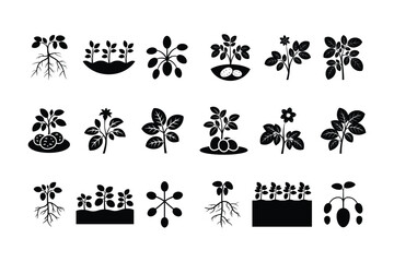 Potato plant growth stages and root system illustrations roots leaves