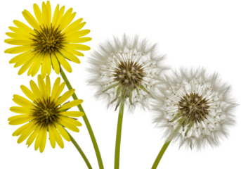 Two Yellow Flowers and Two Dandelions on Transparent Background