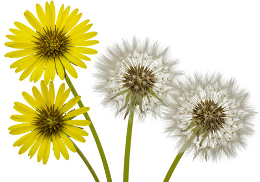 Two Yellow Flowers and Two Dandelions on Transparent Background