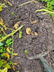 Digging up Irish Potatoes using a fork in a kitchen garden in Nottingham, UK.
