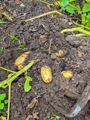 Digging up Irish Potatoes using a fork in a kitchen garden in Nottingham, UK.