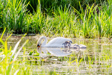 Mute Swan With Chicks In Current Scene