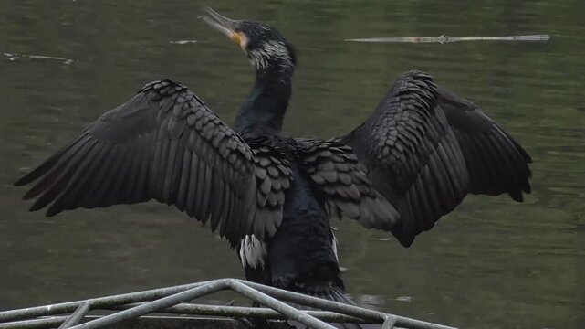 Great Cormorant (Phalacrocorax carbo) Preening & Flapping Its Wings To Dry Them