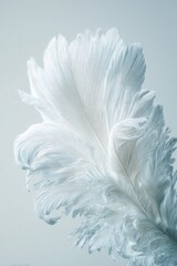 Close Up View Of Abstract Feather Design