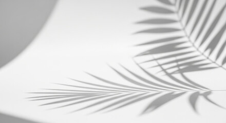 Sunlight Palm Frond Shadows Creating Serene Natural Abstract Patterns on White