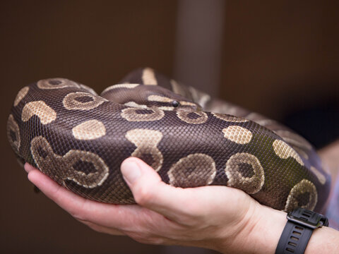 Ball Python in Hands
