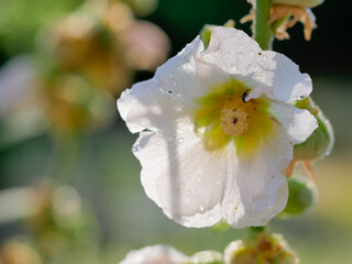 Macro Shot of a White Gentle Flower