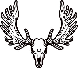 Obraz premium Detailed hand drawn moose skull with large antlers isolated on white background wildlife illustration