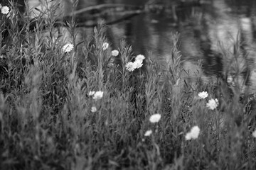 Texas dandelion or Smallflower Desert-chicory flowers in black and white from spring season...