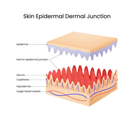 Skin Epidermal Dermal Junction Anatomy Diagram