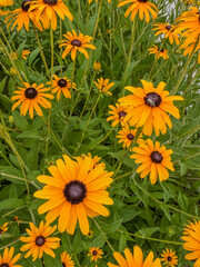 Orange and brown rudbeckia flowers with a honeybee foraging