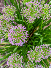 Flower heads of purple-pink ornamental onion, Allium ‘Millenium’