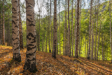 Sunbeams illuminate a birch forest in autumn. Golden leaves carpet the ground, creating a serene...