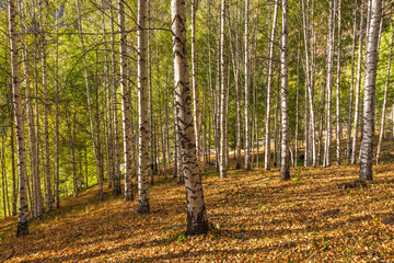 Golden autumn sunlight filters through a dense birch forest, illuminating fallen leaves on the...