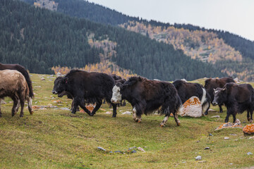 Herd of majestic yaks grazing peacefully in the picturesque Altai Mountains.  Their long, thick...