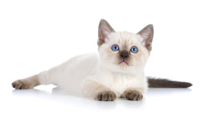 Cute kitten lying down