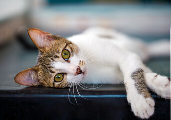 A Relaxed Cat Comfortably Lying on a Surface with a Playful and Charming Expression
