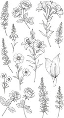 Vintage Illustration: Black and White Flowers on Transparent Background