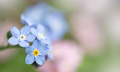 blue forget-me-not with blurred background, place for insertion