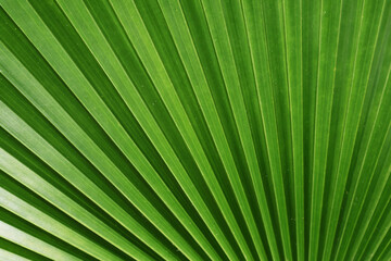 Obraz premium Artistic Botanical Pattern of Green Panama Hat Palm Plant's Leaf