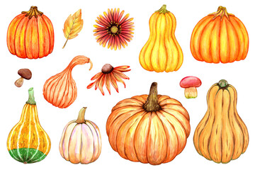 Autumn pumpkin set hand drawn watercolor illustration. Fall season. Ripe yellow vegetables, dry leaves, red plants, mushrooms. Natural elements isolated on white background.