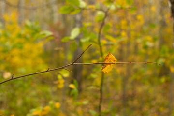 Yellow leaf on a thin branch against the background of a forest. Autumn forest.