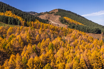 Aerial view of a mountain landscape in autumn. Golden larch trees cover the slopes, contrasting...