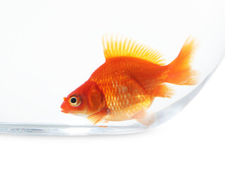 Gold fish swimming in aquarium with clean water isolated on white