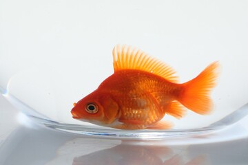 Gold fish swimming in aquarium with clean water on white background, closeup