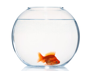 Gold fish swimming in aquarium with clean water isolated on white