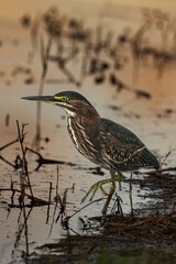 A small heron standing motionless in a swampy area, waiting to catch prey. Captured in natural light with soft background blur.
