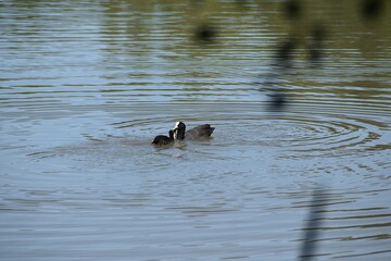 A coot mother wants to feed its baby in water in sunny summer day.