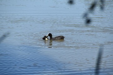 A coot mother wants to feed its baby in water in sunny summer day.