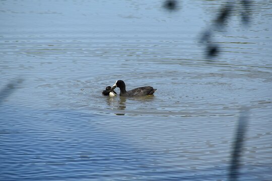 A coot mother wants to feed its baby in water in sunny summer day.